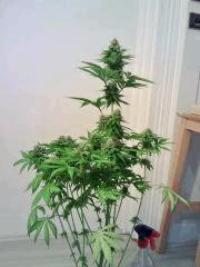 OG Kush 1