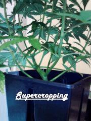 H.Haze   Supercropping