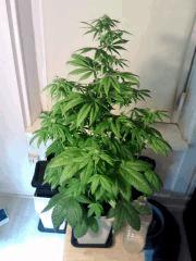 L.A. Confidential F 13
