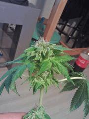 Echantillon Bubba Kush F+43 (2)