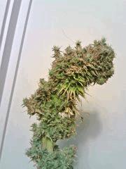 JTR I F+80 (6)