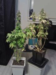 Bubba Kush & Honolulu Haze   F 70