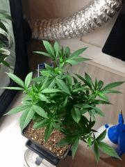 PM Jack The Ripper   Cro175