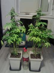 Bubba Kush F 63   OG Kush F 58