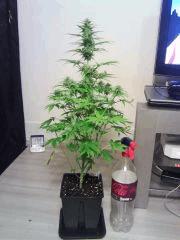 JTR A F 23