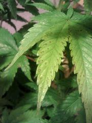 H.Haze   Erwinia ?