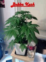 Bubba Kush F 0