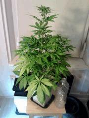 OG Kush 1 F 13