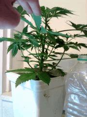 OG Kush 1 (2)