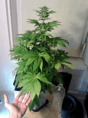 Bubba Kush F 18