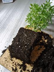 Root Trimming (6)