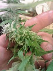 Bud JTR I