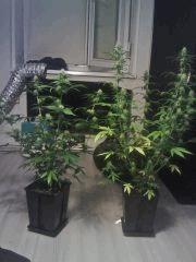 Clones JTR F & H -  F+21
