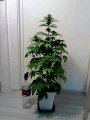 L.A. Confidential F 20