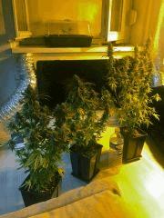 Clones JTR Flo49 (1)