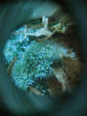 OG Kush 1   F 58 (7)