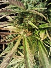 Bud Au coeur d'une feuille   JTR I = F 60