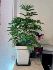 OG Kush 1 F 4