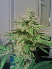 OG Kush 1   F 58
