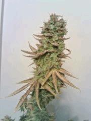 JTR A F+80 (9)
