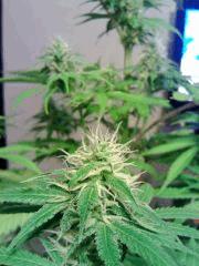 JTR H F 23 (2)