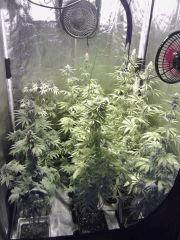 Box flo'   Kush F 63 F 58   JTR F 31