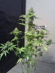OG Kush 2 F 56 (11)