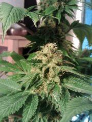 Bubba Kush (2)
