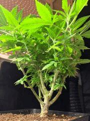 PM Jack The Ripper   Cro175   Face B (2)