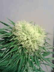 JTR I F 23 (4)