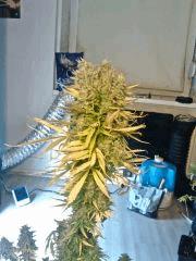 JTR I   F56 (7)