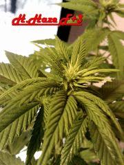 Honolulu Haze F 3 (2)