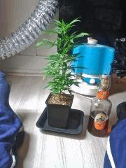 Grande bouture 1L