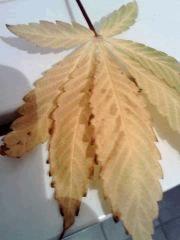 Haze   feuille atteintes