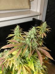 Clones JTR, Flo45 (7).jpg