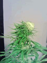 JTR I F 23 (1)