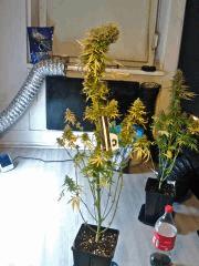 JTR I   F56