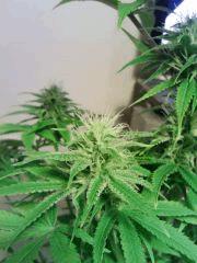 JTR A F 23 (2)