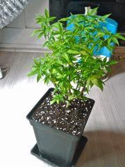 PM Jack The Ripper A (sélectionnée) après Root Trimming, C 110 (2)
