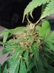 Bubba Kush F 63 (3)