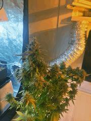 Clones JTR Flo49 (3)