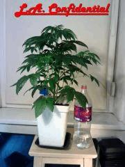 L.A. Confidential F 0