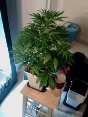 OG Kush 1 (2) F 4