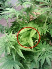 H.Haze   Erwinia ? (2)