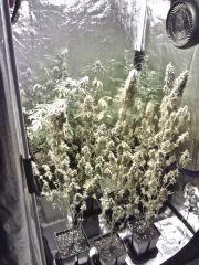 Box flo' (2)
