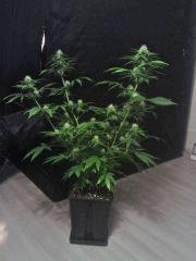 Clone JTR F   F+21