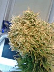 JTR I   F56 (6)