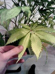 OG Kush 2