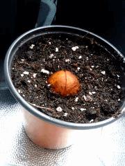 Avocatier   Germination