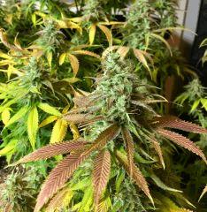 Clones JTR 1, Flo45 (3)